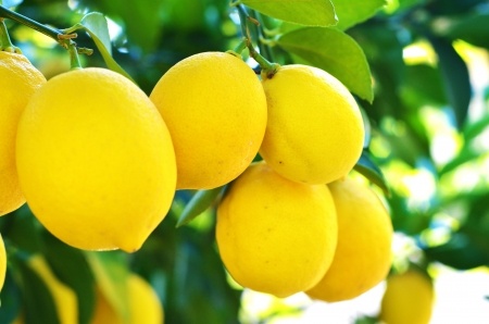 Sicilian Lemon